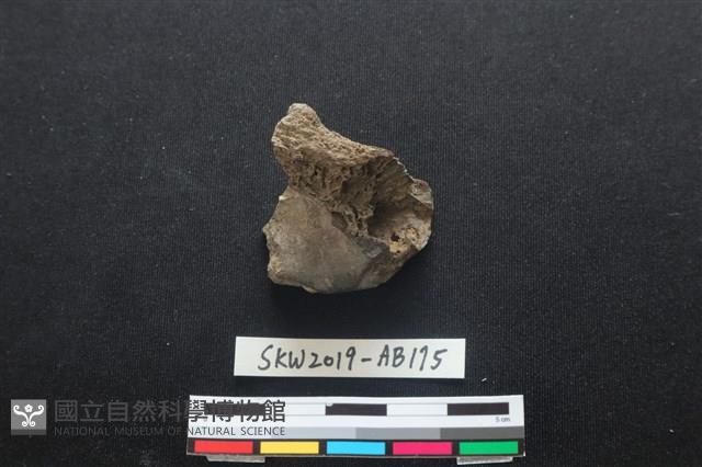 獸骨藏品圖，第2張