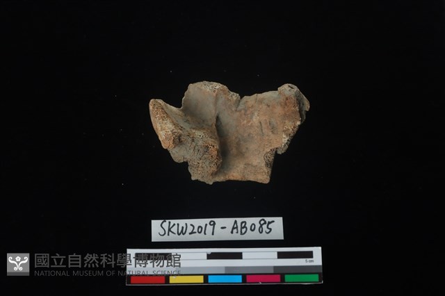 獸骨藏品圖，第2張