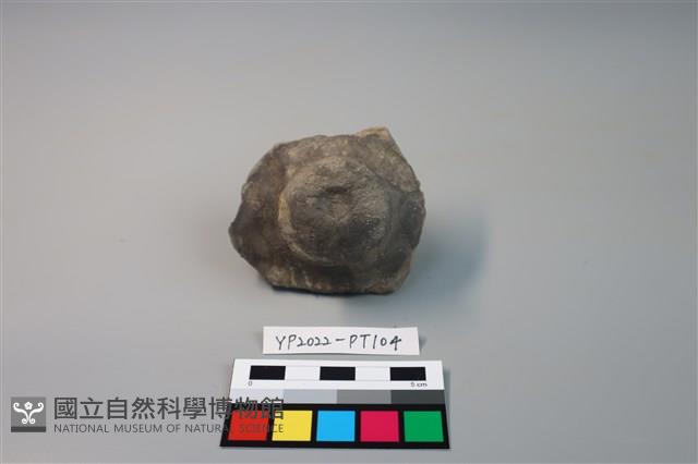 碗/淺盤型陶蓋藏品圖，第2張