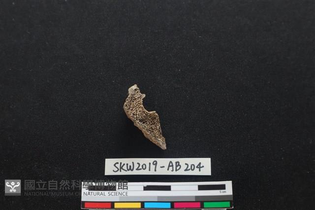 獸骨藏品圖，第2張