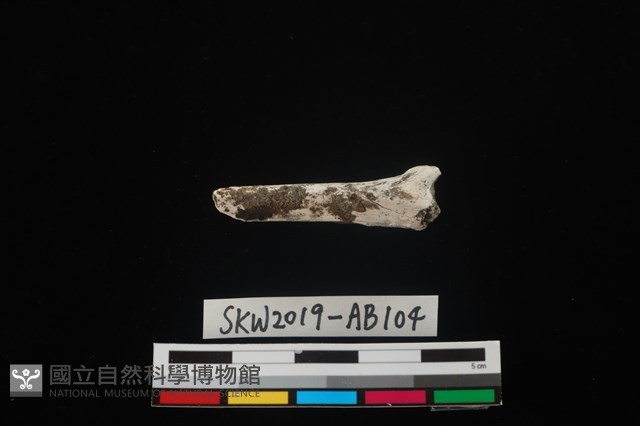 獸骨藏品圖，第2張