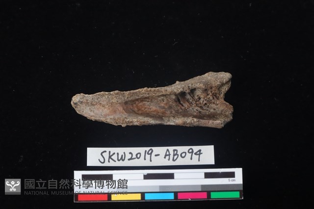 獸骨藏品圖，第2張