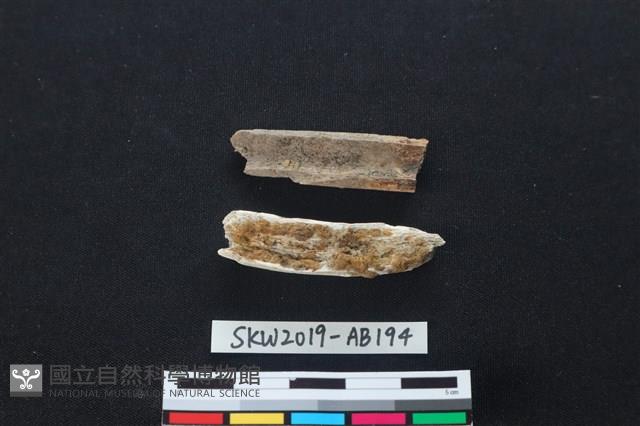 獸骨藏品圖，第2張