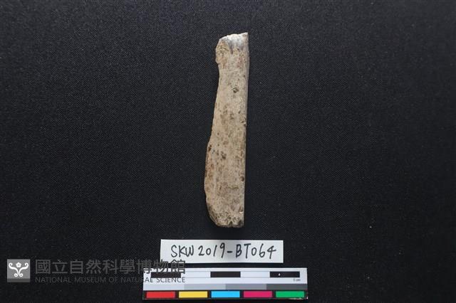 磨製骨鑿藏品圖，第2張