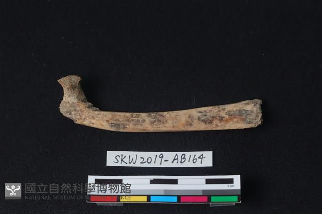 獸骨藏品圖，第2張