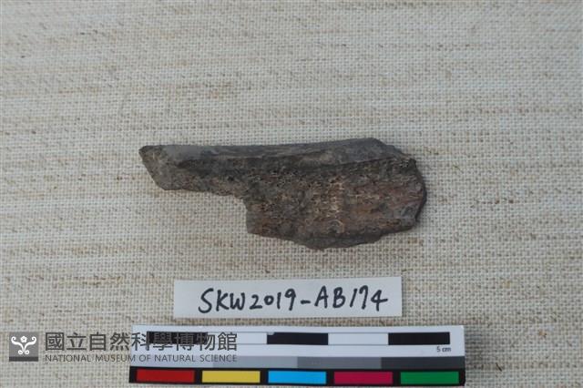 獸骨藏品圖，第2張