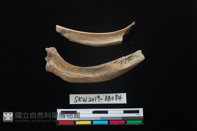獸骨藏品圖，第2張