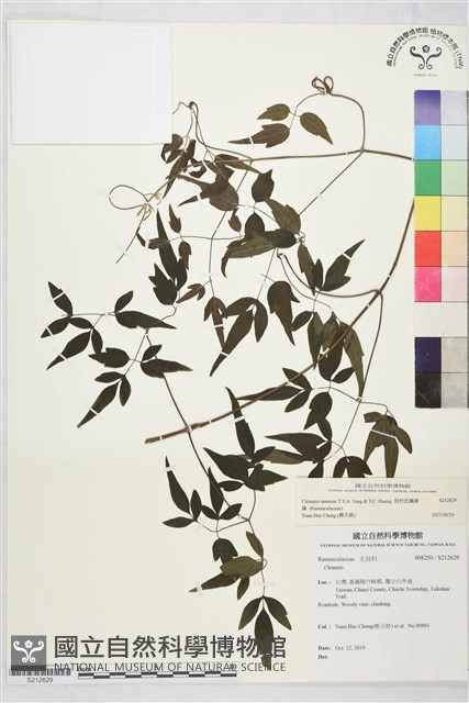 田村氏鐵線蓮藏品圖，第2張