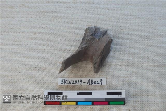 獸骨藏品圖，第2張