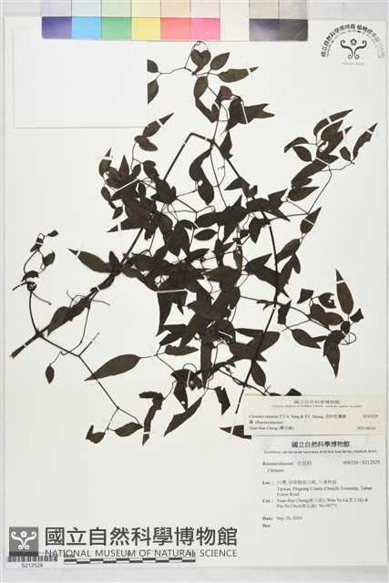 田村氏鐵線蓮藏品圖，第2張