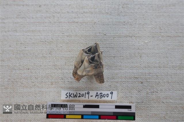 獸骨藏品圖，第2張