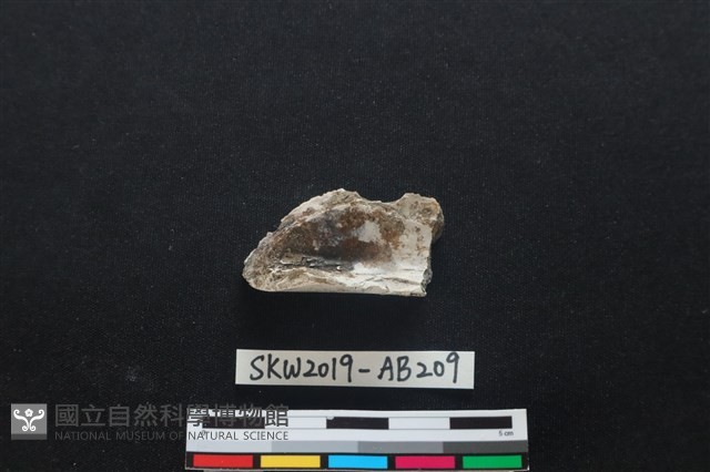 獸骨藏品圖，第2張