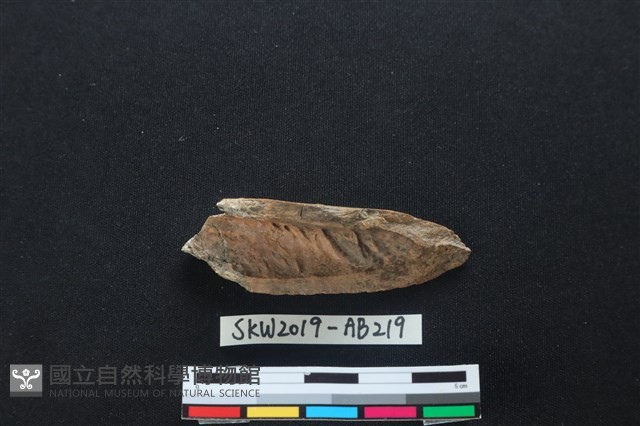 獸骨藏品圖，第2張