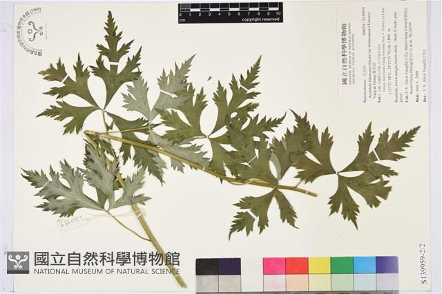 蔓烏頭藏品圖，第2張