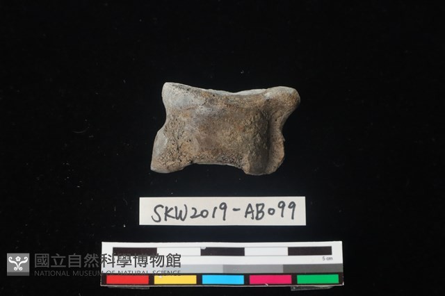 獸骨藏品圖，第2張
