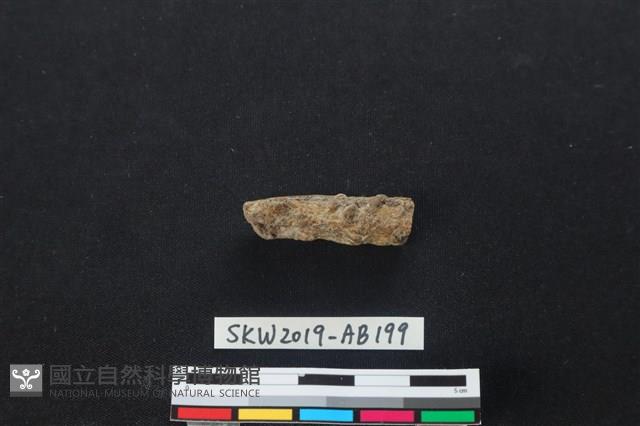 獸骨藏品圖，第2張