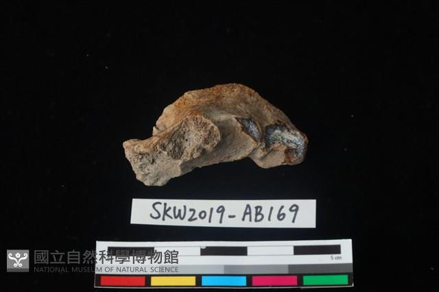 獸骨藏品圖，第2張