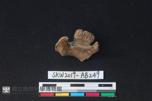 獸骨藏品圖，第2張