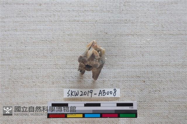 獸骨藏品圖，第2張