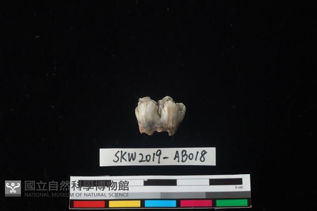 獸骨藏品圖，第2張