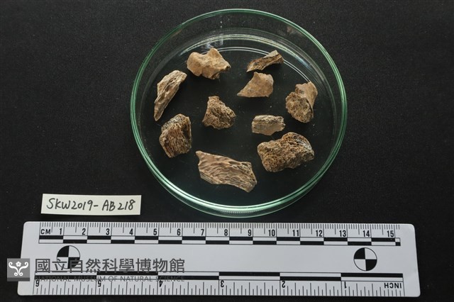 獸骨藏品圖，第2張