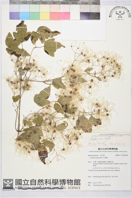 串鼻龍藏品圖，第2張