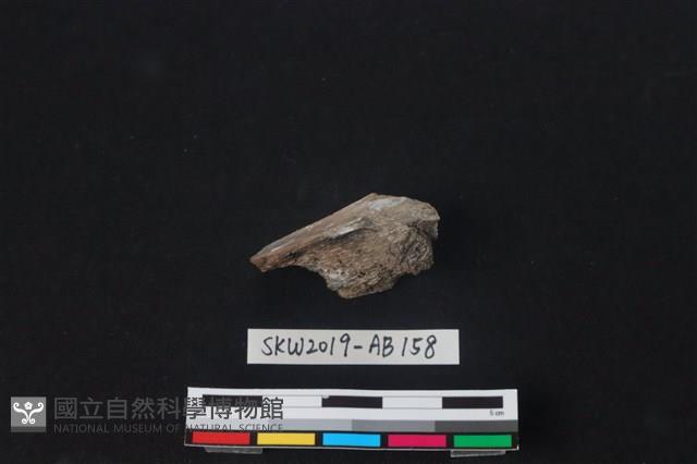 獸骨藏品圖，第2張