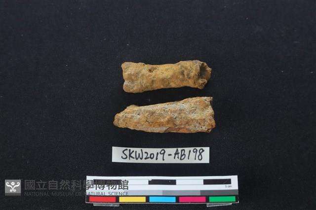 獸骨藏品圖，第2張