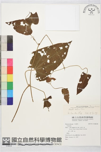 田代氏鐵線蓮藏品圖，第2張