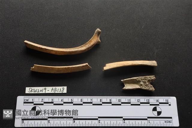 獸骨藏品圖，第2張
