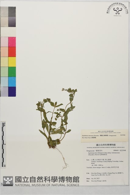 黑龍江柳葉菜藏品圖，第1張