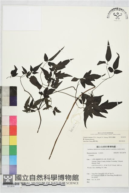 田村氏鐵線蓮藏品圖，第2張