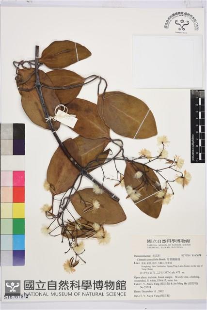 厚葉鐵線蓮藏品圖，第2張