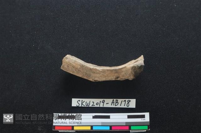 獸骨藏品圖，第2張