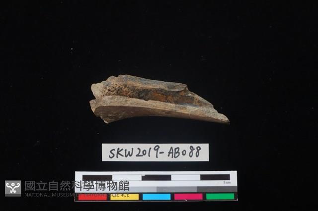 獸骨藏品圖，第2張