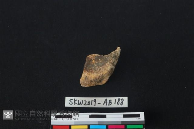 獸骨藏品圖，第2張