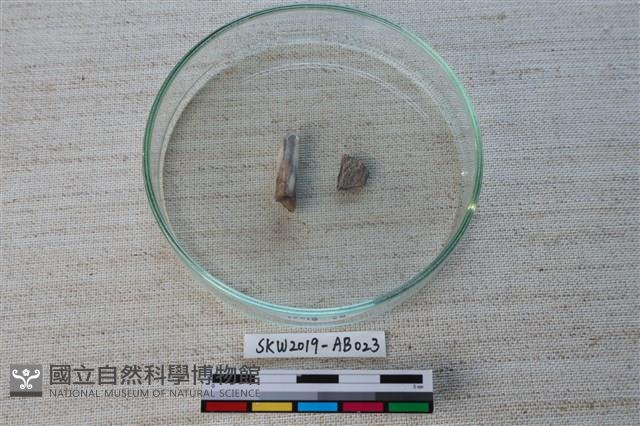 獸骨藏品圖，第2張