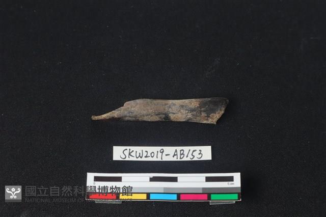 獸骨藏品圖，第2張