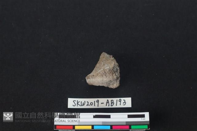 獸骨藏品圖，第2張