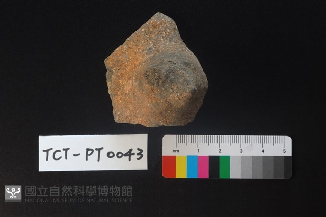 陶蓋鈕藏品圖，第2張