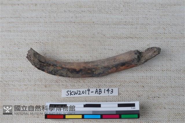 獸骨藏品圖，第2張