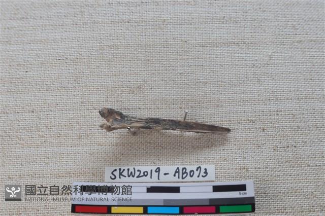 魚骨藏品圖，第2張