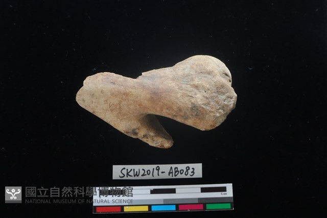 獸骨藏品圖，第2張
