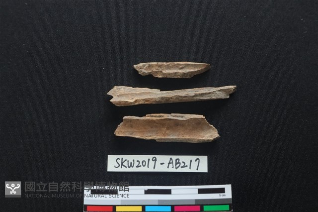 獸骨藏品圖，第2張