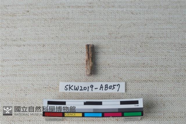 獸骨藏品圖，第2張