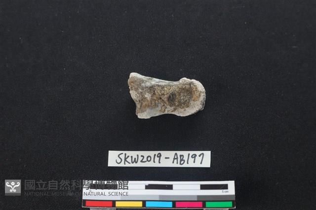 獸骨藏品圖，第2張