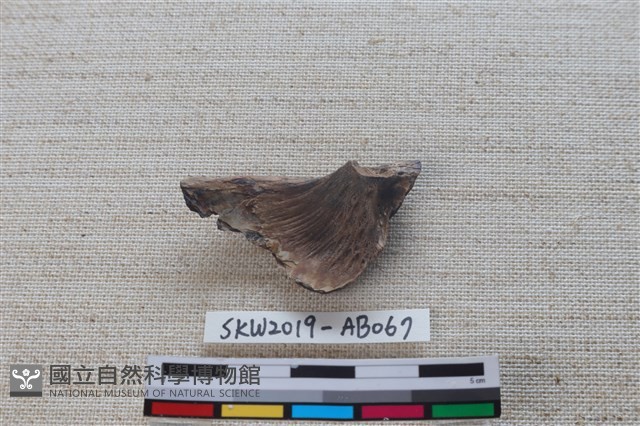 魚骨藏品圖，第2張