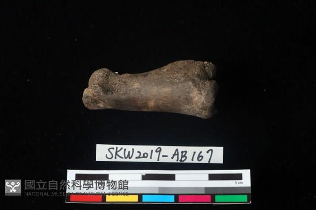 獸骨藏品圖，第2張