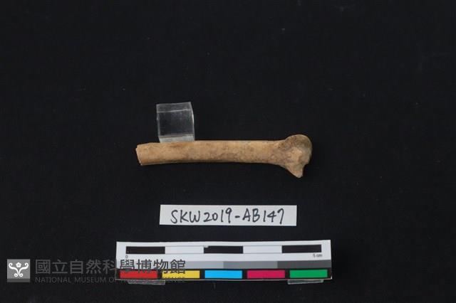 獸骨藏品圖，第2張