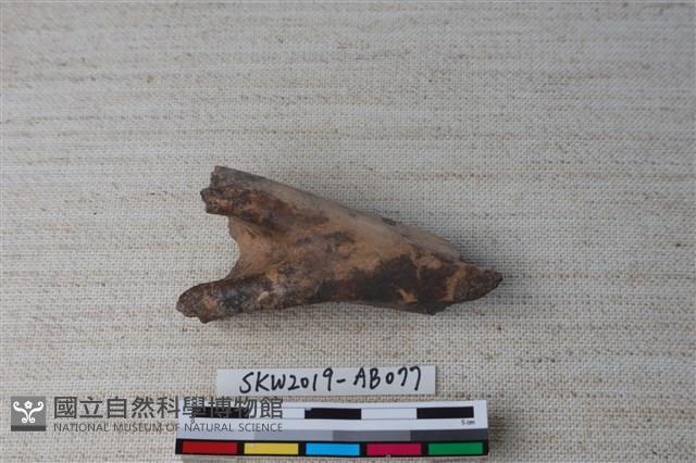 獸骨藏品圖，第2張